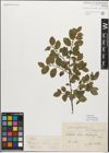 Foto von Salix myrsinifolia Salisb.